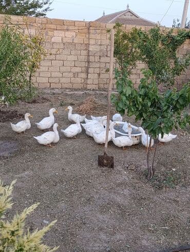 клетки для кур несушек купить в бишкеке: Kuban ördəkləri say 450 ədəddir. Əlaqə üçün vatsapa yazın. Təmiz əti — 2