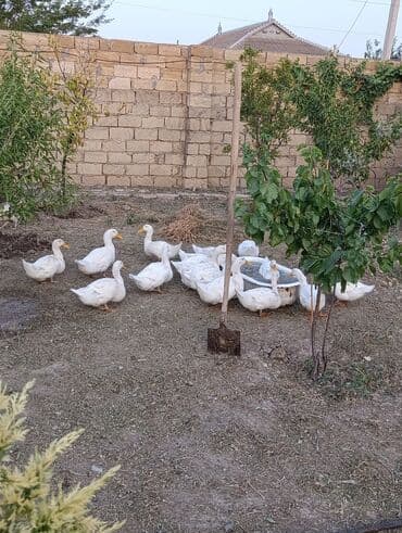 cins inekler: Satılır: Pekin cinsli ağ ördəklər. Say çoxdur - Ağ lələklər, narıncı — 4