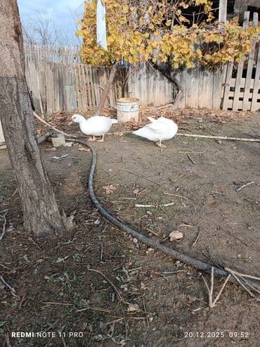 sabuncu toyuq bazari 2023: 10 dənə (6 dişi, 4 erkək) 7 aylig lal ördəklər Sağlamdırlar bağ — 8