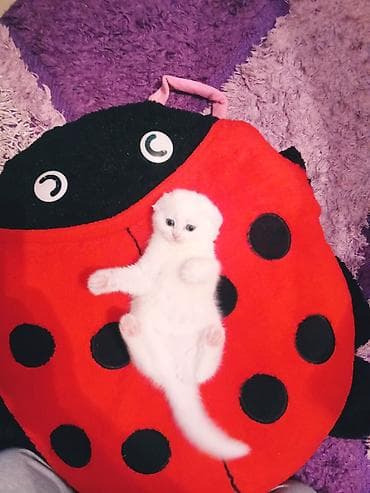 qulaq aparatları: Şotland yastı qulaq, Dişi, Ünvandan götürmə — 3