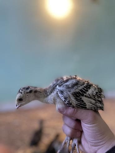 su donuzu: Məhsul: Hinduşka cücələri (pulyoçkalar) Sağlam, seçmə hinduşka — 3