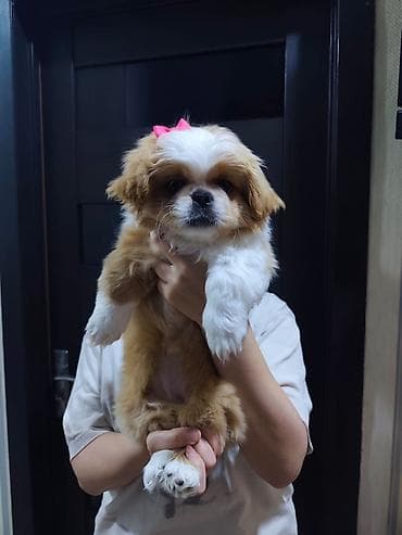 Shi-tsu, 2 ay, Dişi