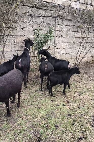 cins inekler azerbaycanda: Təmiz orginal murciyano keçiləri yetik boğazdılar 6 dənə keçidi — 6