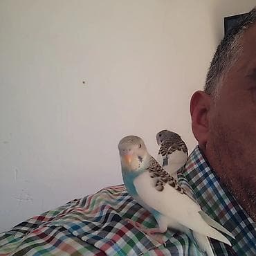 попугай ара цена: Vitamin yemekle beslenib — 4