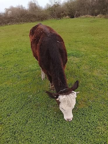 bala itlerin satisi: Hereford tipli dana – otlaqda saxlanılır. - Rəng: tünd qəhvəyi bədən — 5