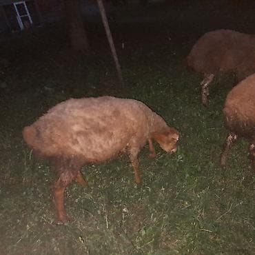 alman afçarka iti: Qoyun – yerli cins - Otlaqda saxlanılan, sağlam görkəmli qoyun - Tək — 2
