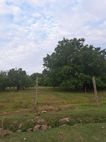 Torpaq: 14 sot, Kənd təsərrüfatı, Kupça (Çıxarış) — 2