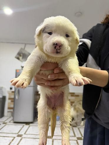 it balaca: Peyvəndli — 3