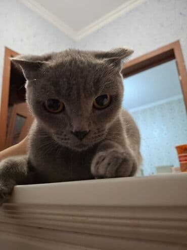 вислоухий кот цена: Şotland yastı qulaq, Dişi, Ünvandan götürmə — 1