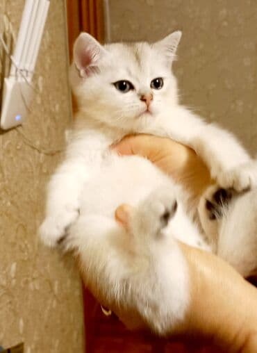 Britan, Erkək, Dişi, Yaxşı əllərə, Ünvandan götürmə