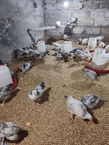 С/х животные и товары: Təcili Satılır Serebris F6 colpaları 125 ədəd Colpa irili xırdalı 2 ay — 8