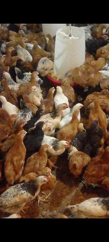 quş bazarı: Toyuq cücələri, Ətlik — 1