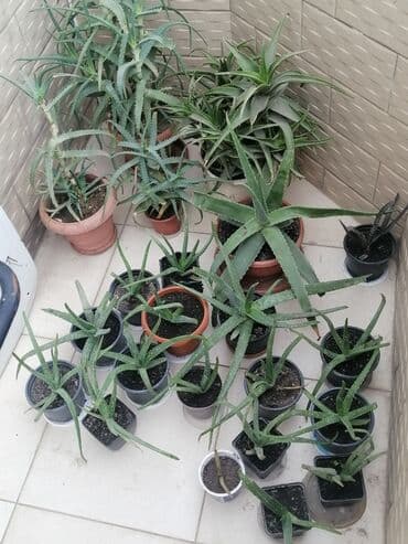 где купить алоэ вера: Aloe vera — 2