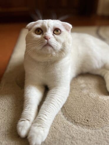 lal ordək balasi: Britan, Erkək, Ünvandan götürmə — 3