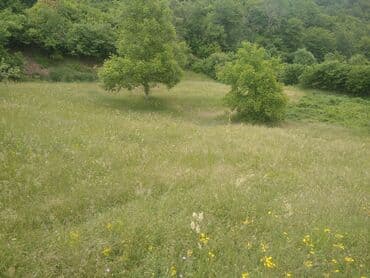 xacmazda torpaq: 60 соток, Для строительства, Собственник, Купчая — 4