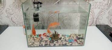 akvaryum matoru: Akvaryum komplekti – şüşə akvarium və qızıl balıqlar - Şəffaf şüşədən — 2