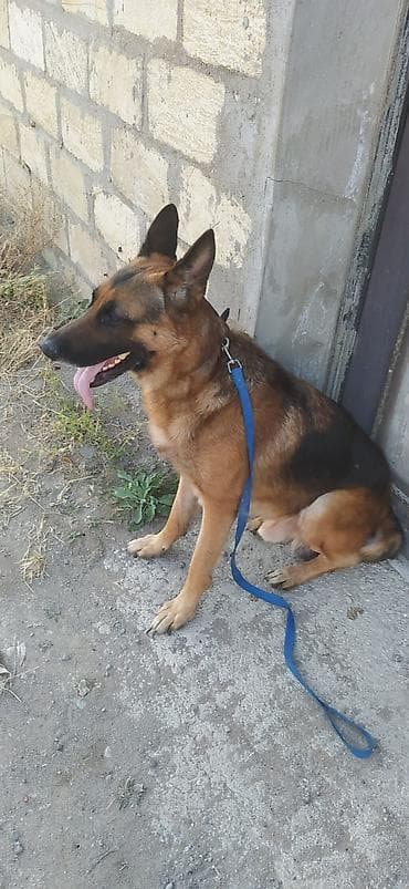Alman çoban iti, 1 il, Erkək lalafo.az -da Alman çoban iti, 1 il, Erkək