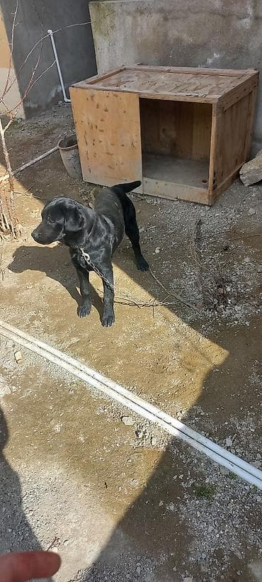 it haqqinda melumat: Labrador-retriver, 9 ay, Dişi, Peyvəndli, Ünvandan götürmə — 8