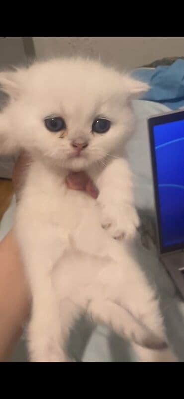 pişik ucuz: Şotland yastı qulaq — 2