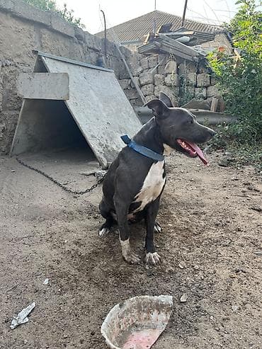 heyvan it: Pitbul — 8