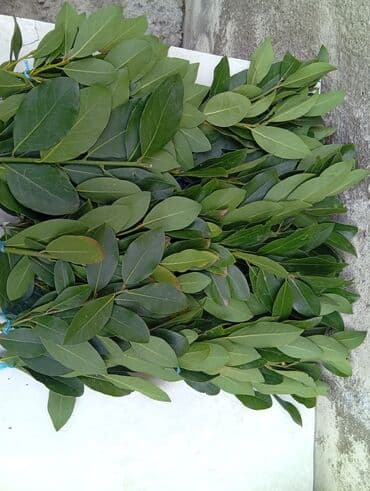 Meyvə və giləmeyvə: Məhsul: Dəfnə yarpağı (Laurus nobilis) İsmayilli rayon, öz — 2