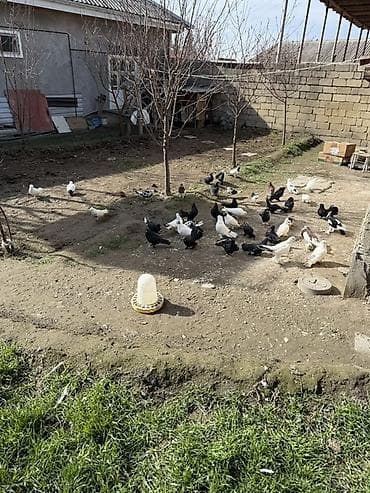 Gəmiricilər: Sade ve dekorativ goyercinler satilir cut ya optom ciddi alicilar — 3