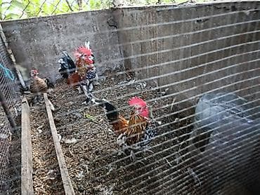 heyvan satisi: Salam barter olunur baxır təklifə — 2