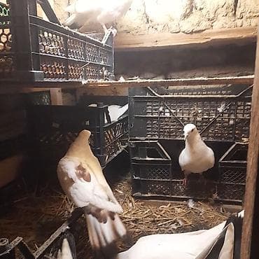 broyler cuce satisi: Salam. hərvaxtınız xeyir olsun. Biləsuvar rayon. Zəhmətabad quşbazları — 5