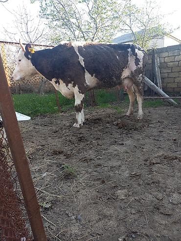 inek satisi: 1 ci Qarin Buynuzlu Bakı malidi BALASIZ TEK .18 LT SUD .Bos bekar zir — 4