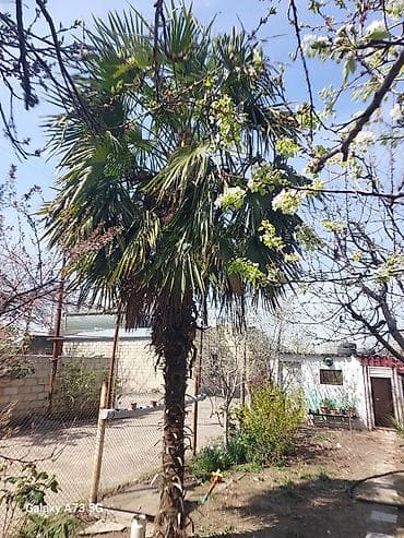 leylandra agaci: Trachycarpus fortunei (Kənarları pərli xurma/pal­ma) – həyət və bağlar — 3