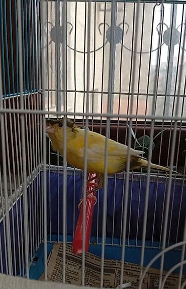 heyvanlar ucun bit dermani: Bülbül 3_4 ayliq dişidir təkdi başqasi yoxdu Qəfəslə birlikdə 70 manat — 1