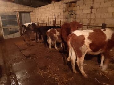 Gəmiricilər: Dana, buzov, Dişi, Simental, ay: 6, Damazlıq — 3