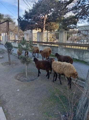 Аквариумы: Qoyun sürüsü – yerli ətlik/yunlu istiqamət - Şəkillərdə müxtəlif — 8