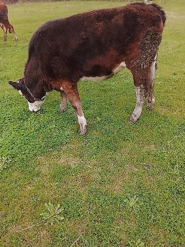 bala itlerin satisi: Hereford tipli dana – otlaqda saxlanılır. - Rəng: tünd qəhvəyi bədən — 7