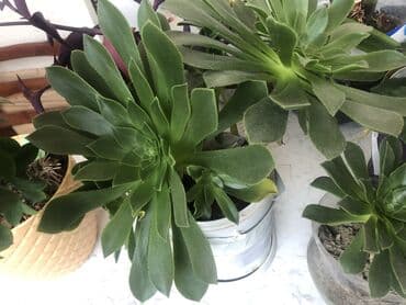 kokelmek ucun bitki caylari: Təbii otaq bitkiləri .5 gul alana, bir gul hədiyyə olacaq.Başqa — 3