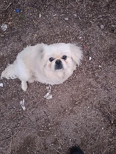 Balıqlar: Pekines, 1 il, Ünvandan götürmə — 2