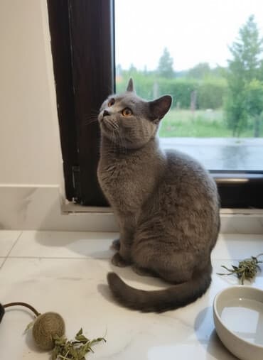 Britan, Erkək, Yaxşı əllərə, Pulsuz çatdırılma