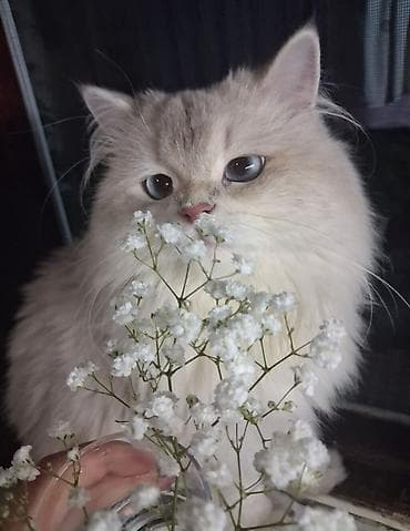 britan pişik: Qızıl şinşilla, Erkək, Cütləşmə üçün — 1