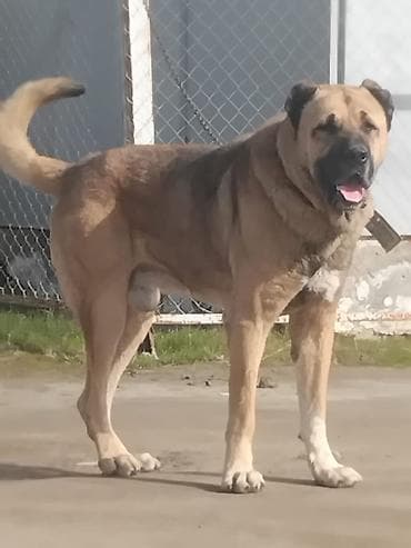 pitbull balasi satilir: Kanqal, Erkek — 1