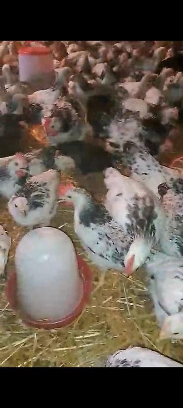 toyuq cüce: 1 Kq 200 Əti var Siribriz Cücələrdi qiymət 6 azn ətrafli məlumat üçün — 2