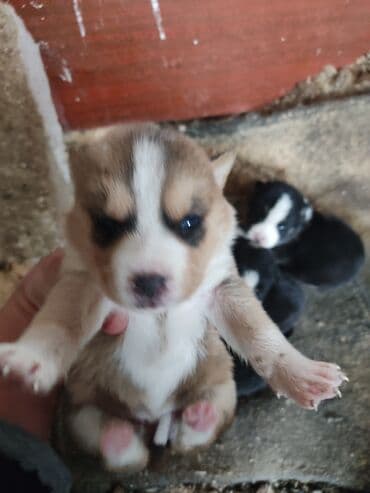akita inu poklanjam: Xaski, 1 ay, Dişi — 2