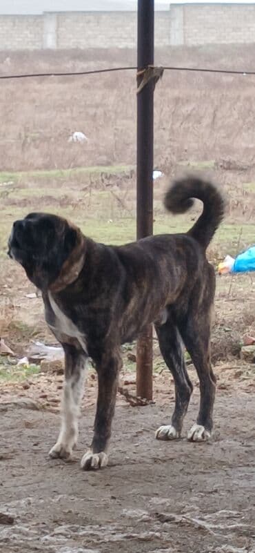 yuxuda ördək balası görmək: Qurdbasar, 3 il, Erkek, Peyvəndli, Ödənişli çatdırılma — 3