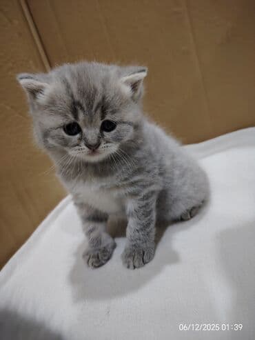 İtlər: Boz rəngli balaca pişiklər – yumşaq tüklü, iri qara gözlü, qısa — 3