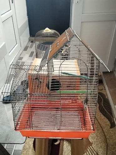 feniks quşu: Qəfəslə birlikdə quş evi satılır yuvaynan birlikde 10 man elaqe — 1
