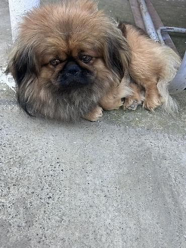 Pekines lalafo.az -da Pekines