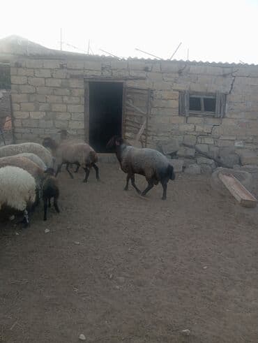 cins ineklerin qiymeti: Salammeleykim.Damazliq Qoc Satilir.Qiy.1000 Azn.Buzovna.050-724-18-12 — 1