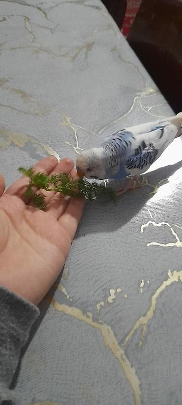 en gozel itler: Ələ öyrəşmiş quşdu fikri ciddi olan vatcapa yazsin sumqayìt — 10