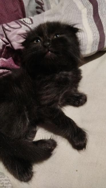 pişik: Yaxşı əllərə — 3