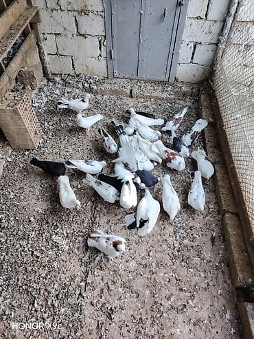 cücə satışı: 30 dene qusdu tərgitmə heyvanlardi seçilib saxlanılıb Qaradağ rayonu — 3