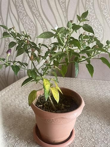 Daxili bəzək üçün saksıda çili açı bibər bitkisi - Növ: dekorativ acı